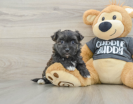 6 week old Morkie Puppy For Sale - Lone Star Pups