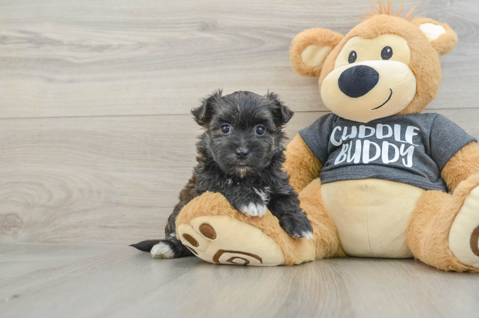 6 week old Morkie Puppy For Sale - Lone Star Pups