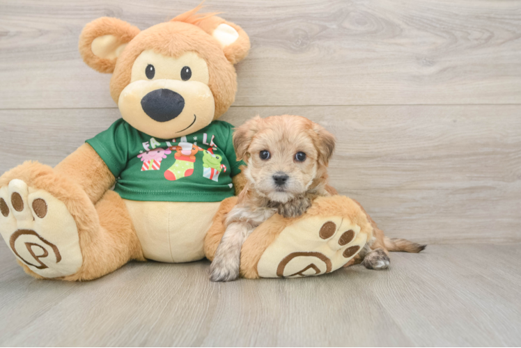 Fluffy Morkie Designer Pup