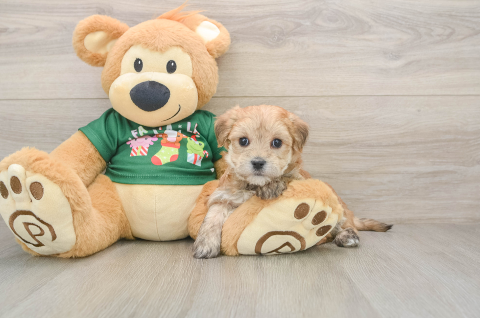 6 week old Morkie Puppy For Sale - Lone Star Pups