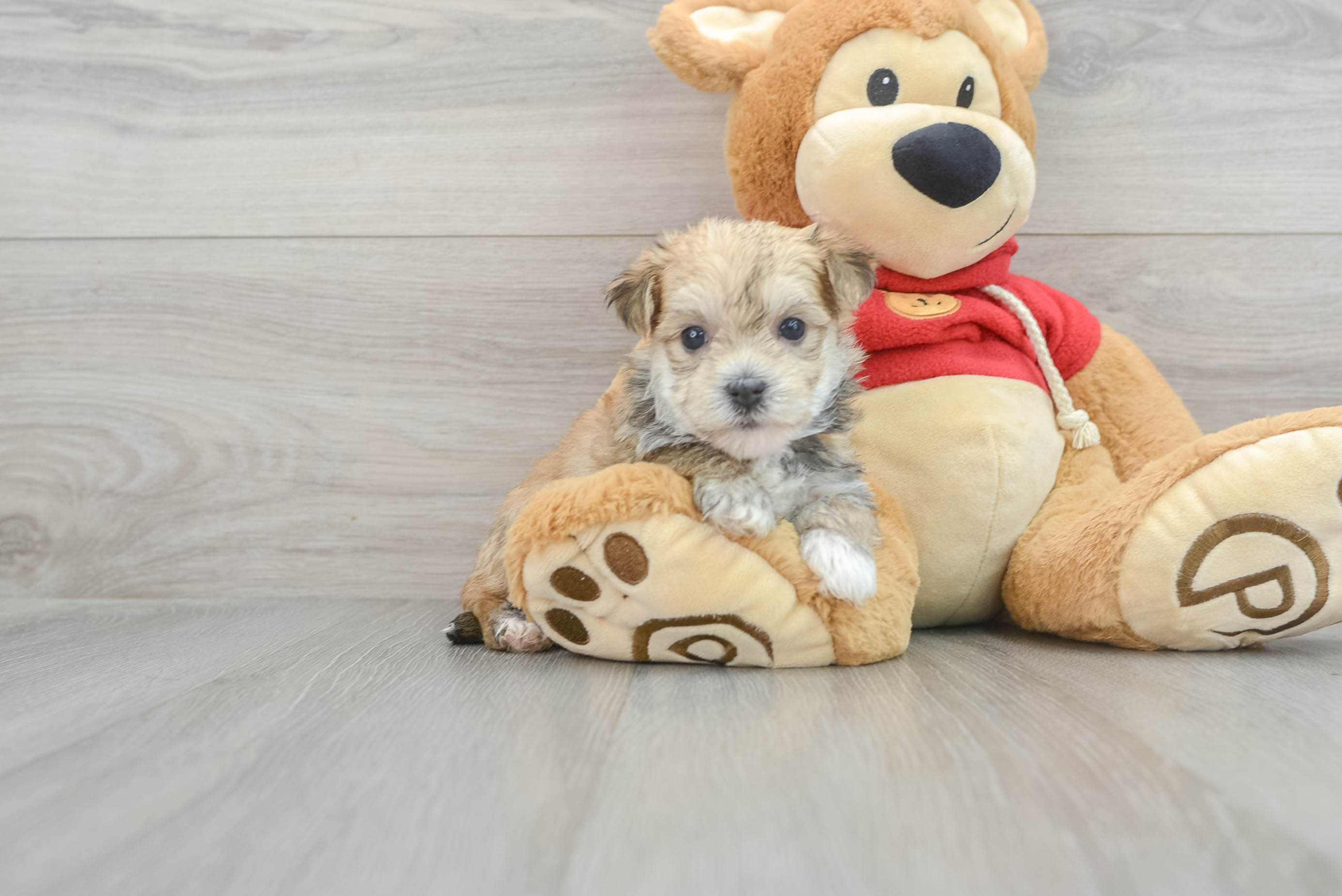 Friendly Morkie Baby