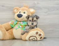 5 week old Morkie Puppy For Sale - Lone Star Pups