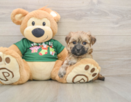5 week old Morkie Puppy For Sale - Lone Star Pups