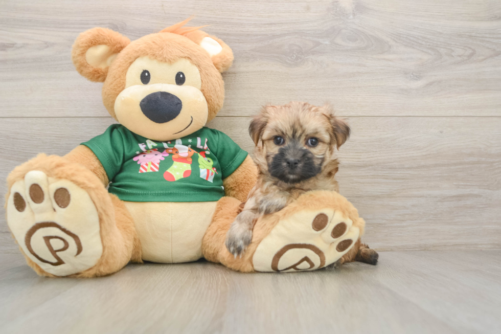 Hypoallergenic Maltiyork Designer Puppy