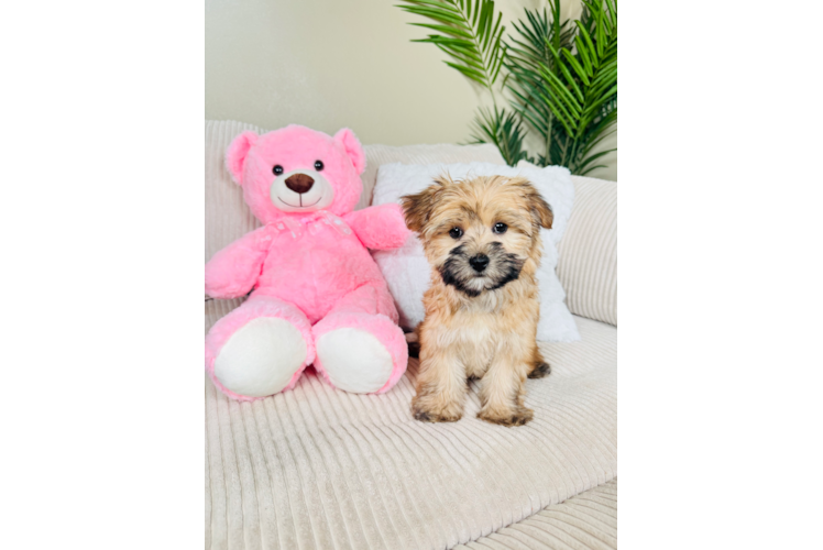 Cute Morkie Designer Pup