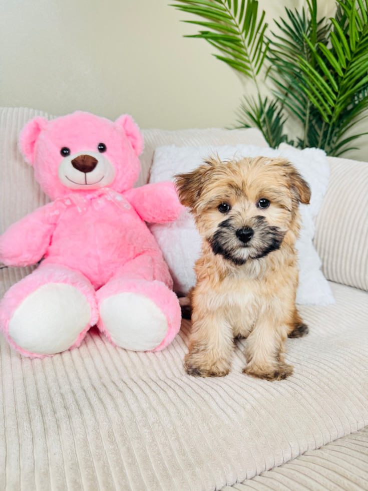 Cute Morkie Designer Pup