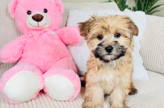 Cute Morkie Designer Pup