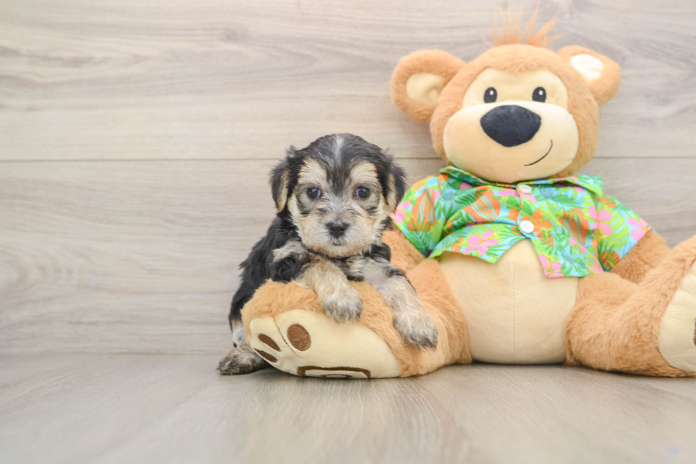 Morkie Pup Being Cute