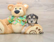 8 week old Morkie Puppy For Sale - Lone Star Pups