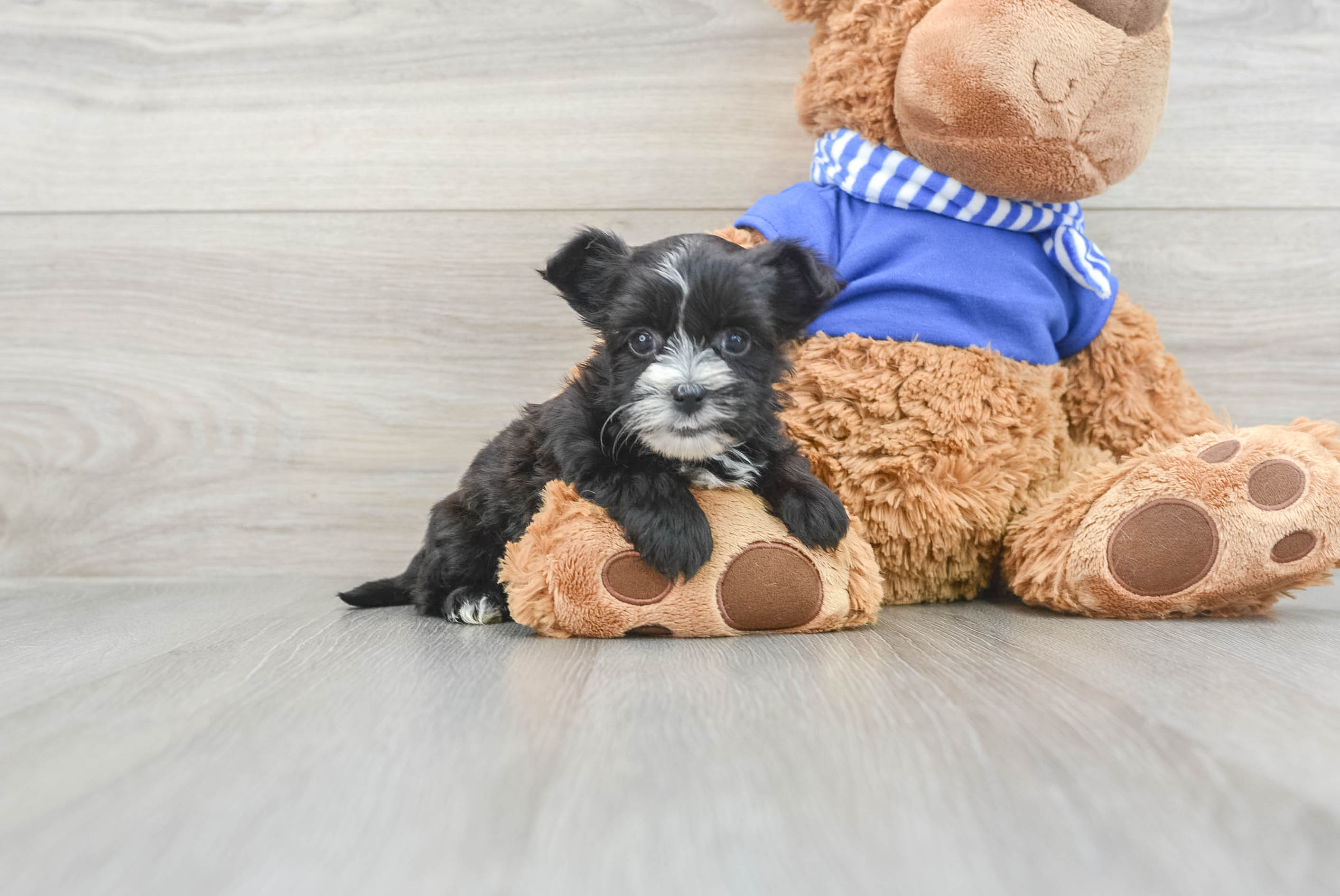 Morkie Puppy for Adoption