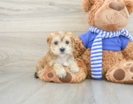 7 week old Morkie Puppy For Sale - Lone Star Pups