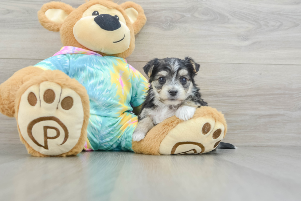 Morkie Pup Being Cute