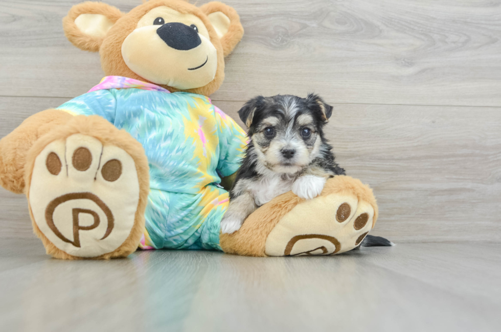 5 week old Morkie Puppy For Sale - Lone Star Pups