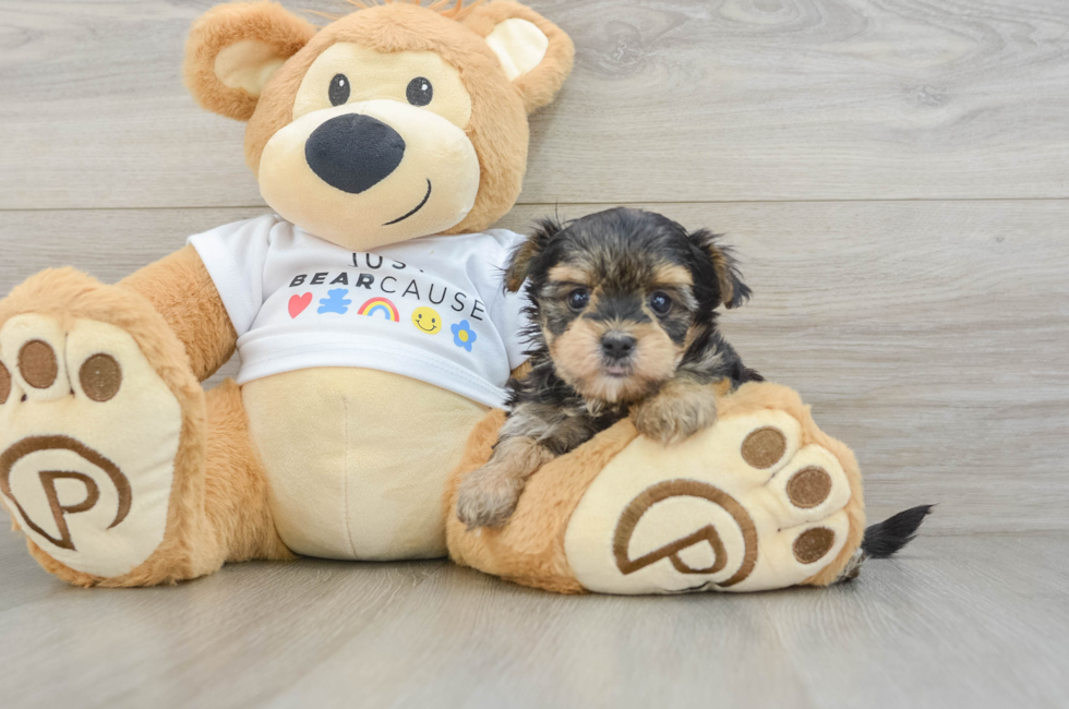 6 week old Morkie Puppy For Sale - Lone Star Pups