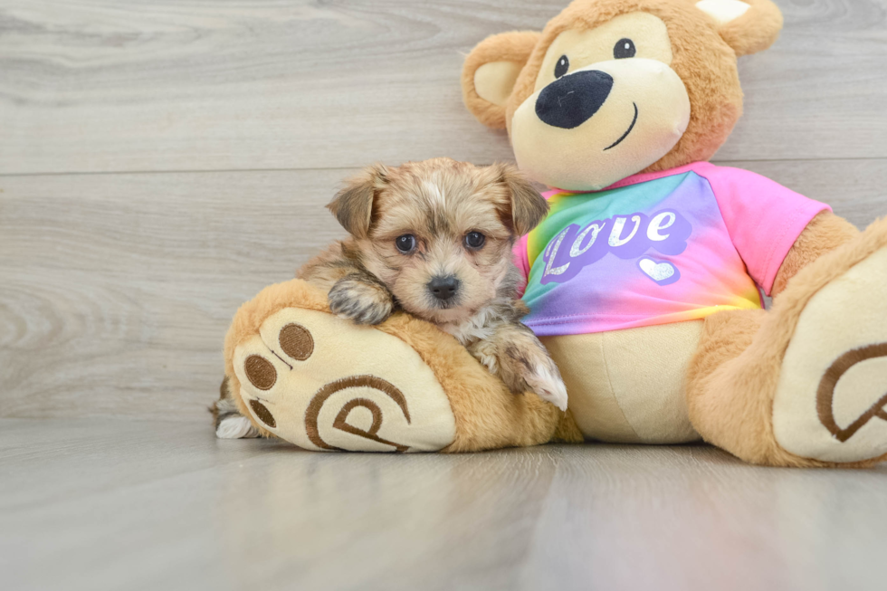 Fluffy Morkie Designer Pup