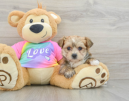 6 week old Morkie Puppy For Sale - Lone Star Pups