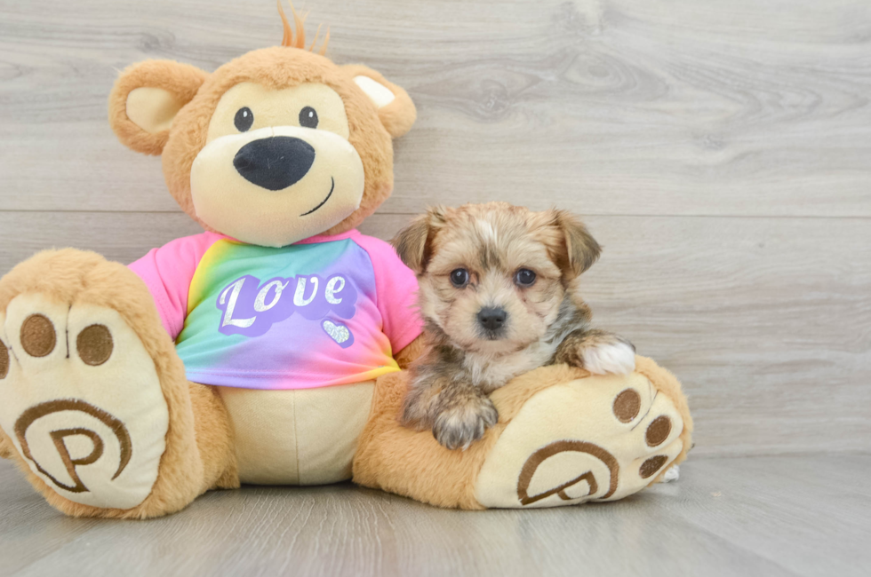 6 week old Morkie Puppy For Sale - Lone Star Pups