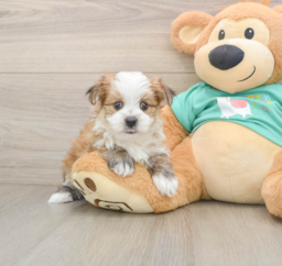 6 week old Morkie Puppy For Sale - Lone Star Pups