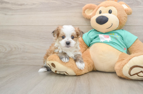 Morkie Pup Being Cute
