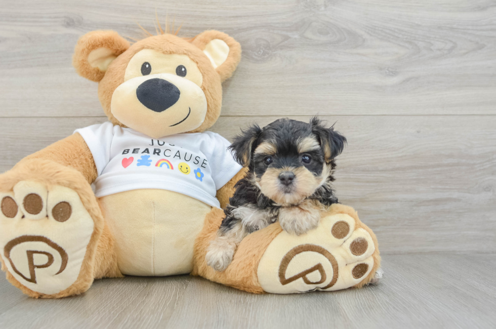 6 week old Morkie Puppy For Sale - Lone Star Pups