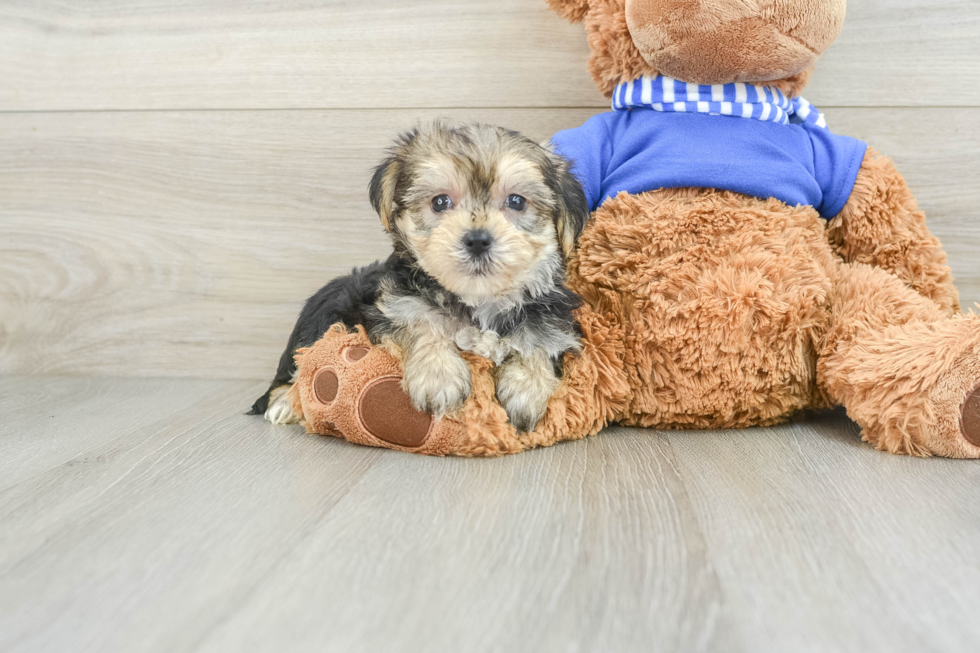 Morkie Pup Being Cute