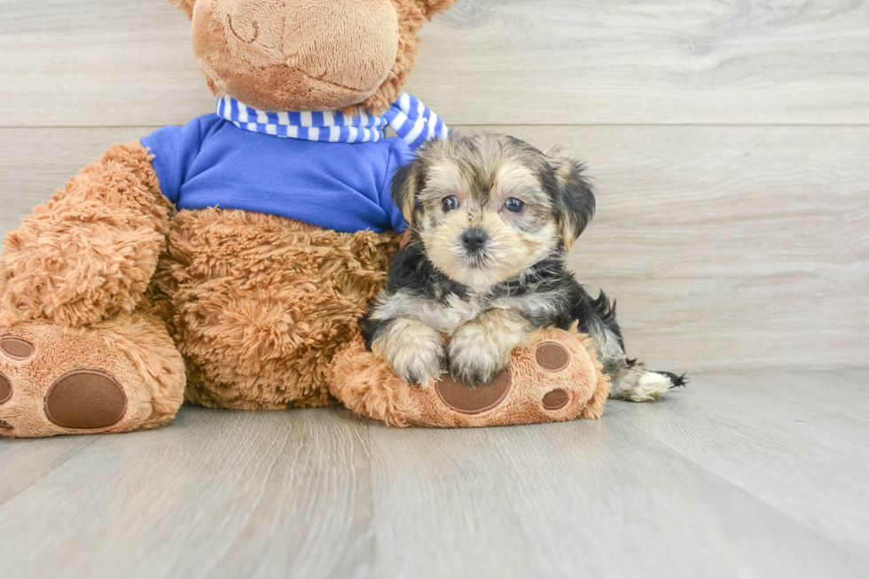 Morkie Puppy for Adoption