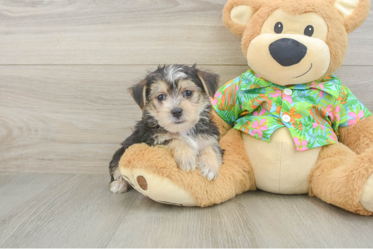 Petite Morkie Designer Pup