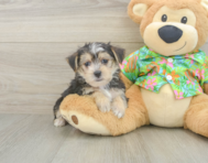 5 week old Morkie Puppy For Sale - Lone Star Pups