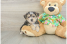 Petite Morkie Designer Pup