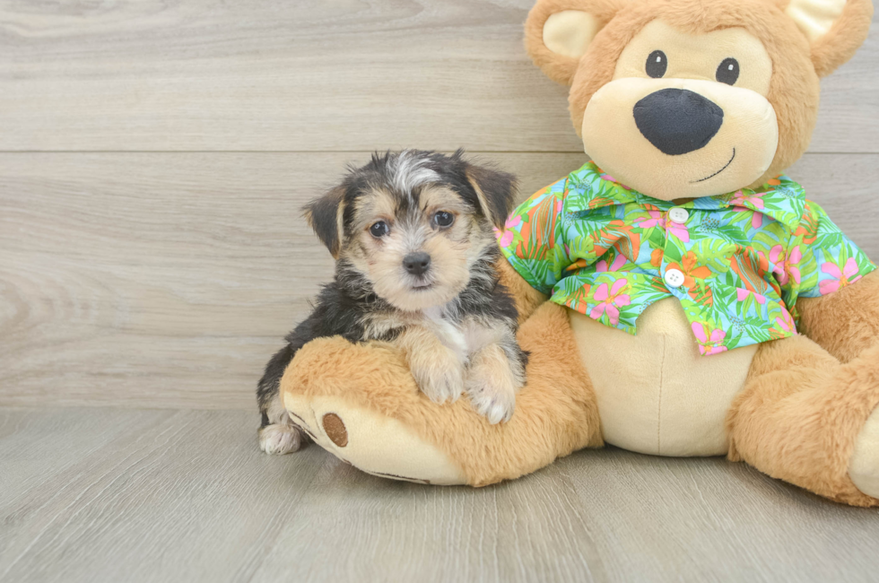 5 week old Morkie Puppy For Sale - Lone Star Pups