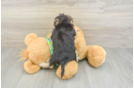 Adorable Morkshire Terrier Designer Puppy