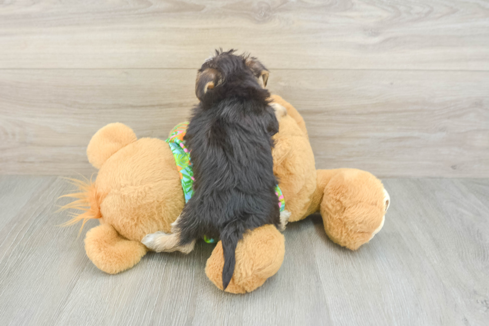 Adorable Morkshire Terrier Designer Puppy