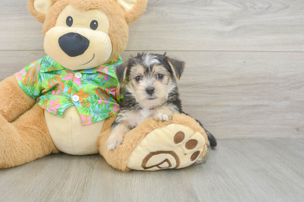 Morkie Puppy for Adoption