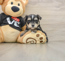 5 week old Morkie Puppy For Sale - Lone Star Pups