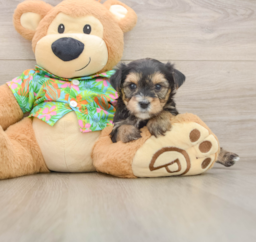 5 week old Morkie Puppy For Sale - Lone Star Pups