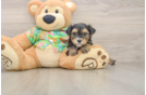 Cute Morkie Baby