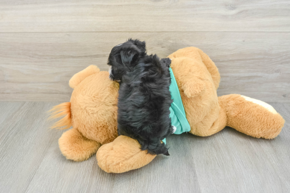 Small Morkie Baby