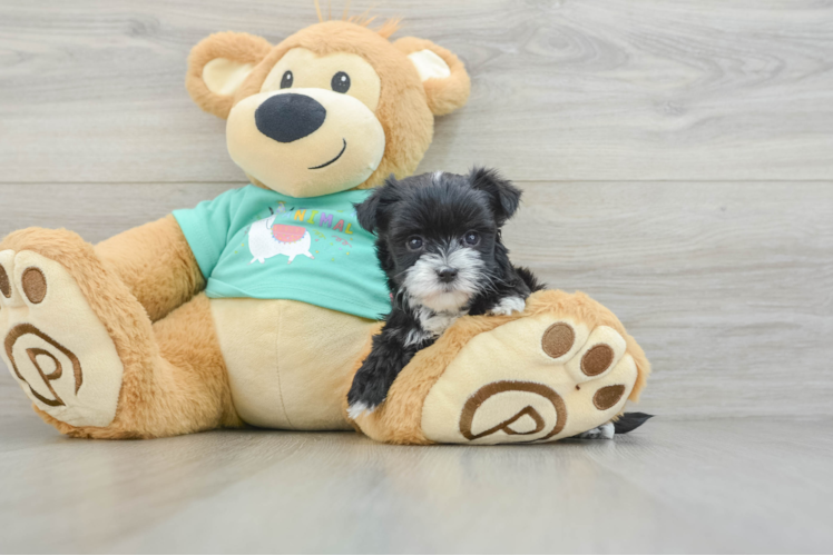 Best Morkie Baby