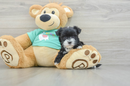 Best Morkie Baby