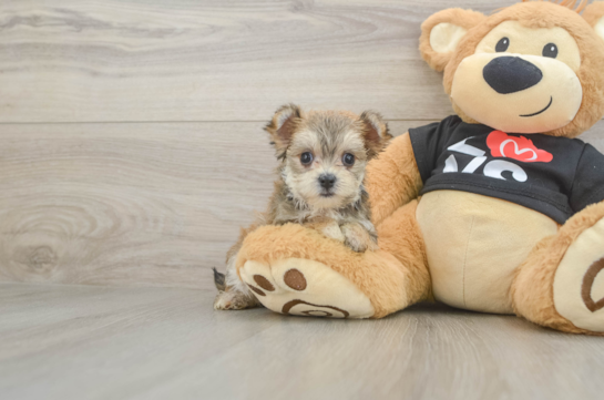 Happy Morkie Baby