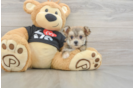 Funny Morkie Designer Pup