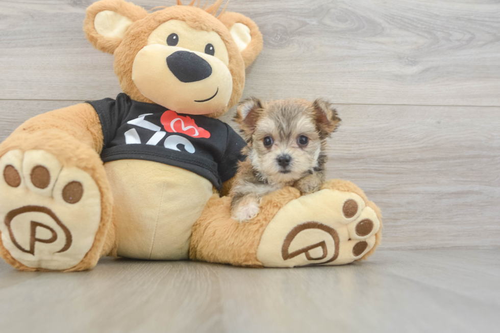 Funny Morkie Designer Pup