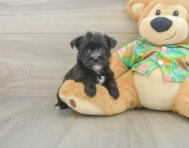6 week old Morkie Puppy For Sale - Lone Star Pups