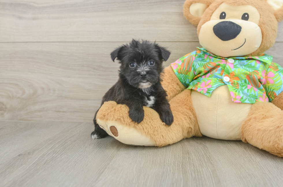 5 week old Morkie Puppy For Sale - Lone Star Pups