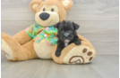 Best Morkie Baby