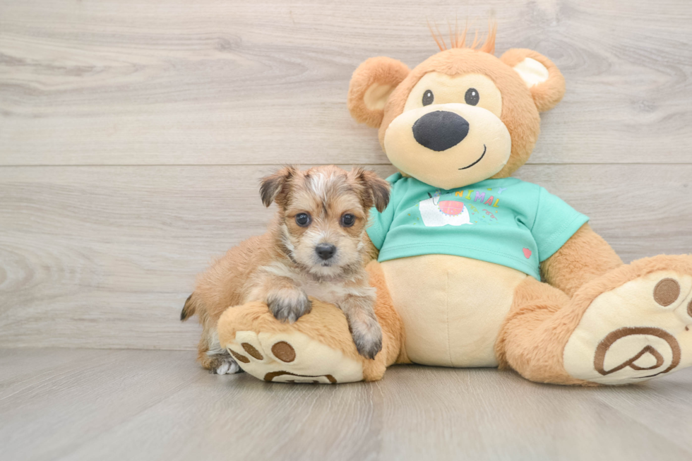 Morkie Pup Being Cute