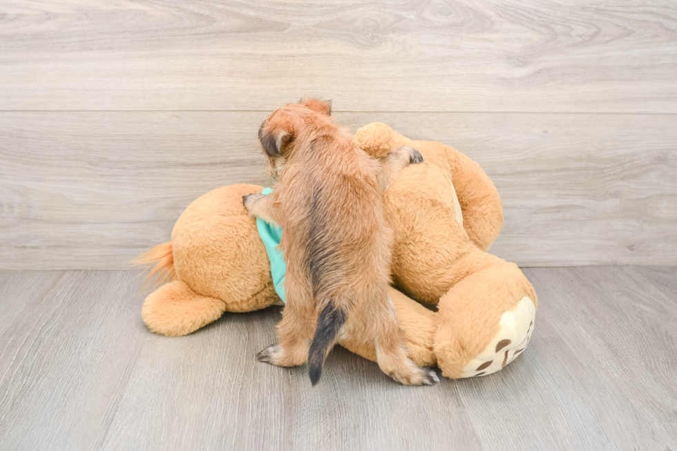 Morkie Puppy for Adoption