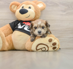 5 week old Morkie Puppy For Sale - Lone Star Pups