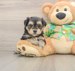 5 week old Morkie Puppy For Sale - Lone Star Pups