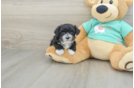 Little Maltiyork Designer Puppy